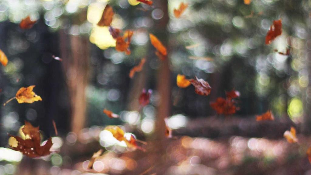 탈모약 프로페시아 건강보험 급여 대상